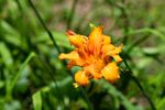Orange Flowered Daylily