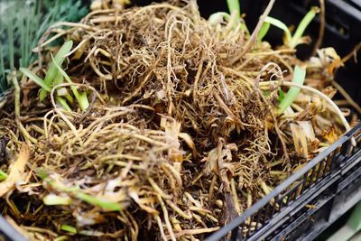 Daylily Plants And Roots