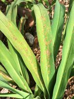 Rust On Daylily Plant