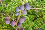 early plum