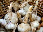 Wooden Basket Full Of Early Red Italian Garlic