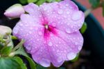 Impatiens Flower Covered In Water Droplets
