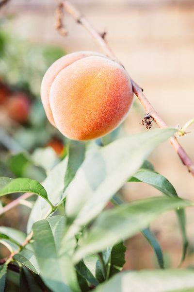 Orange Intrepid Peach Tree