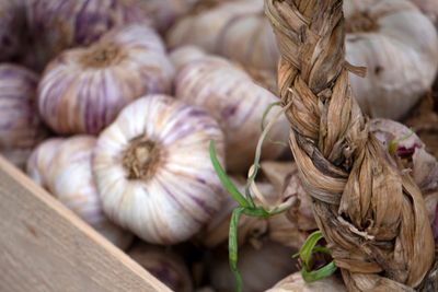 Box Of Italian Purple Garlic