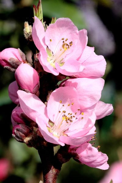Pink Flowers On A Nectarine Tree