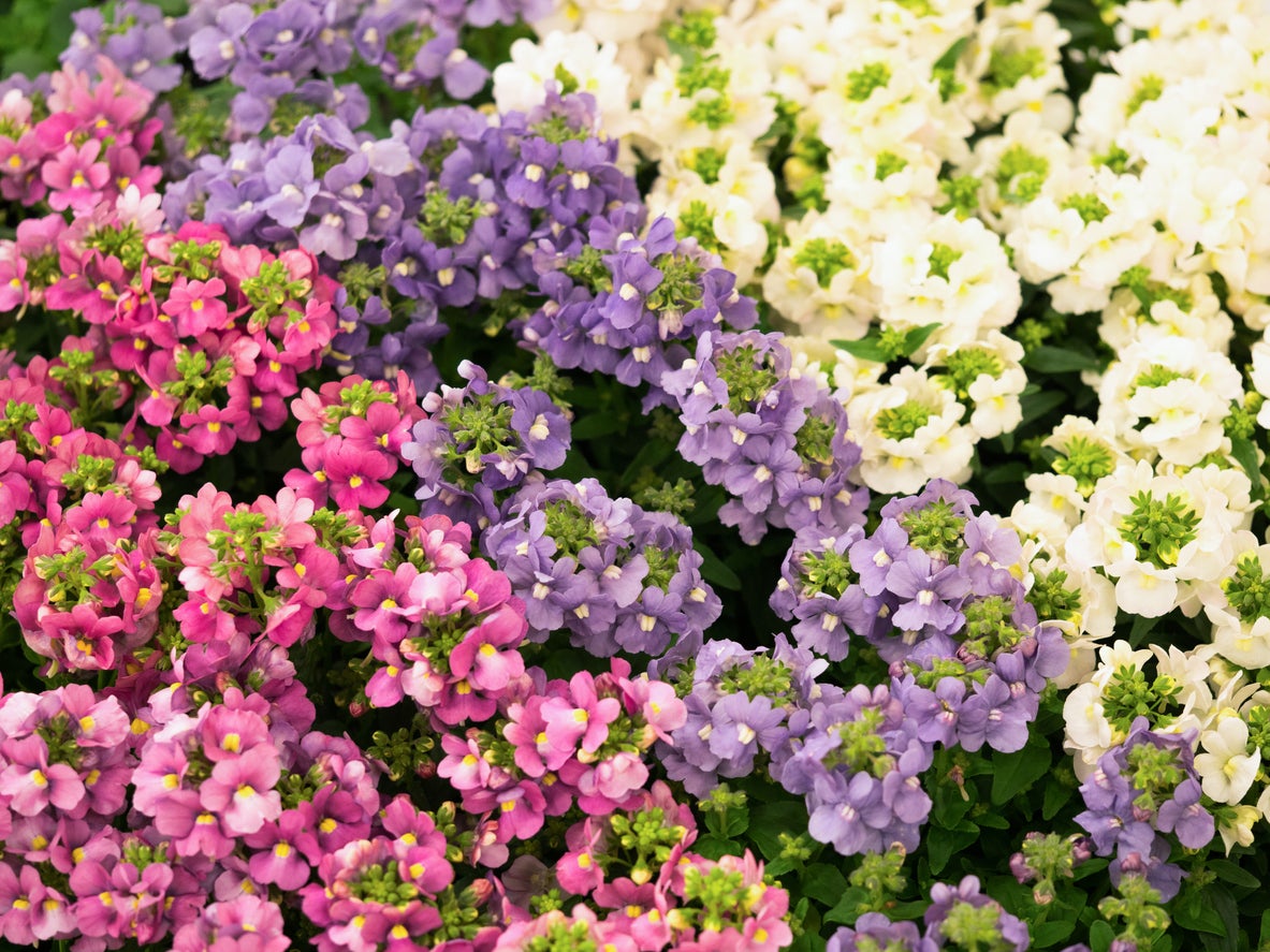 Popular Nemesia Varieties: Learn About Different Kinds Of Nemesia