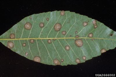 Brown Leaf Spots On Pecan Leaf