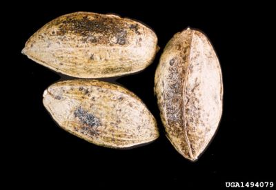 Three Pecans Covered With Pecan Scab Disease