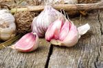 Pink Tinted Persian Star Garlic Bulbs