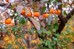 Persimmon Tree Full Of Fruits
