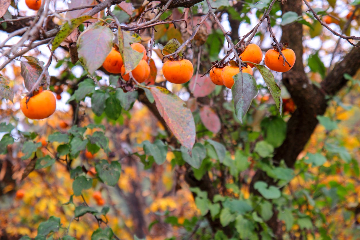 how to grow a persimmon tree