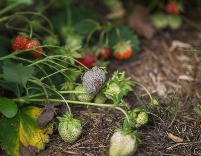 Strawberries With Botrytis Rot