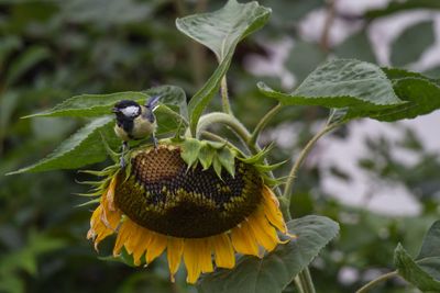 sunflower bird