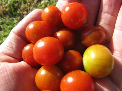 Hand Full Of Small Sweet 100 Tomatoes