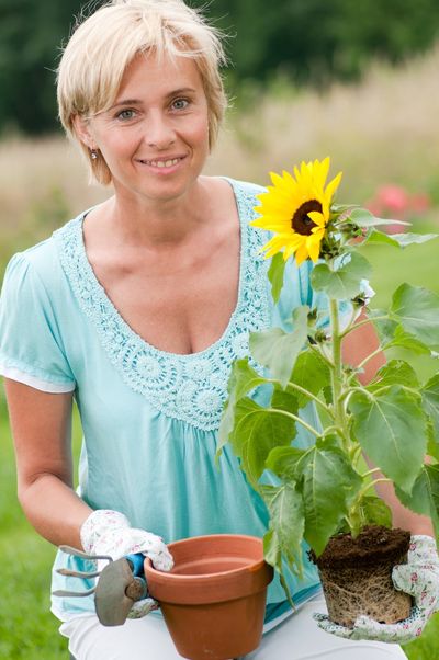 Woman Holding An Uprooted Sunflower Plant And A Small Pot