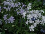 Purple And White Woodland Phlox Plants