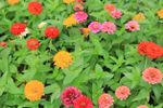 Orange  Red  And Pink Zinnia Flowers