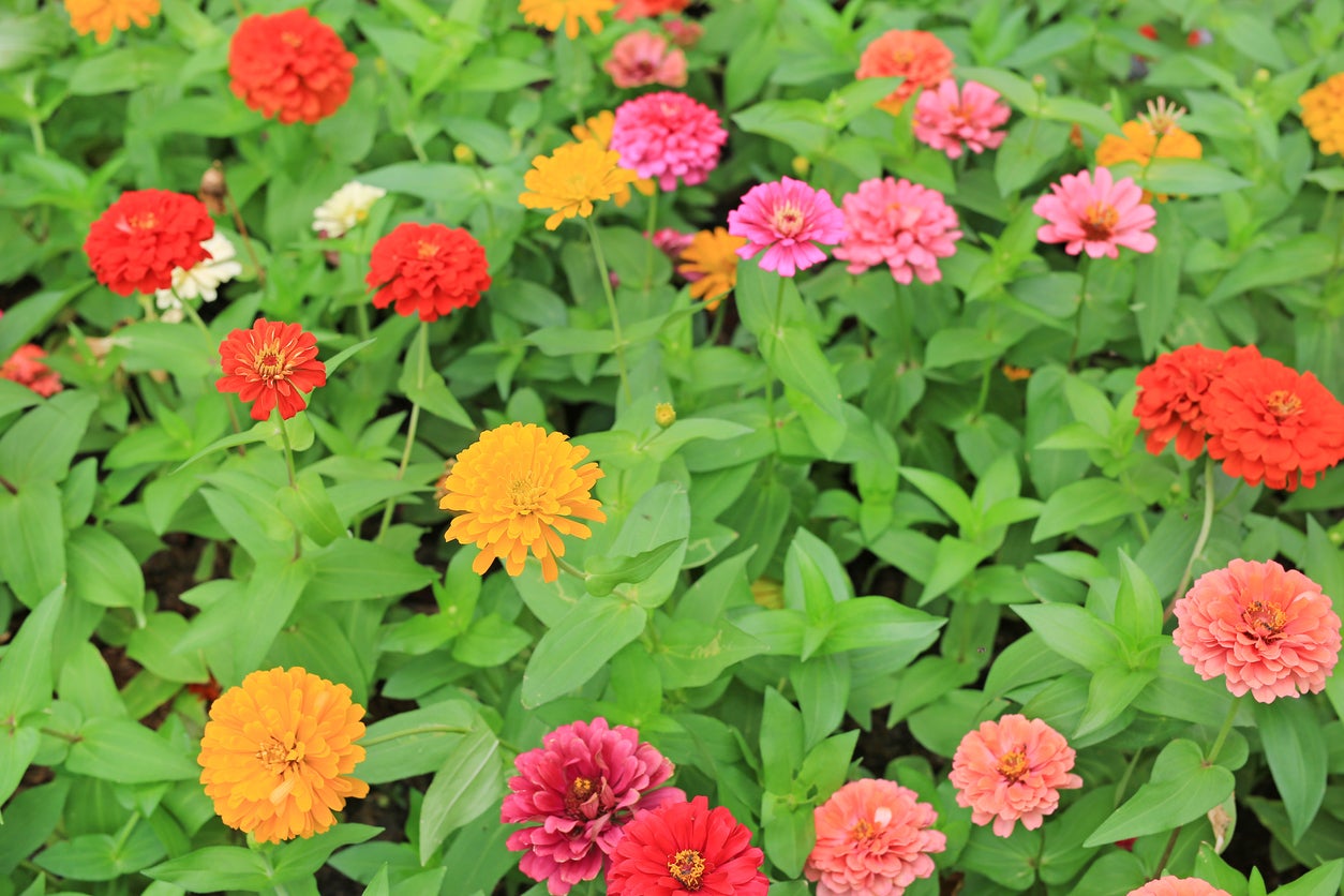 Popular Zinnia Cultivars Learn About Different Types Of Zinnia ...