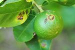 Canker On Citrus Plant Leaves And Fruit