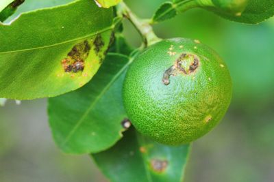Canker On Citrus Plant Leaves And Fruit