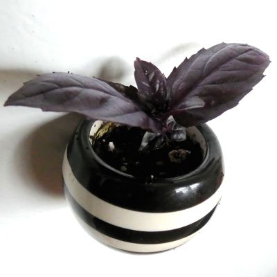 Herb Planted In Small Pot