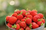 Bowl Of Honeoye Strawberries