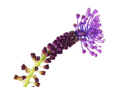 Purple Feathered Grape Hyacinth Plant