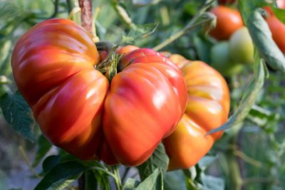 Large Red-Orange Zapotec Tomatoes