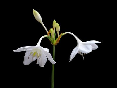 White Amazon Lily Flowers