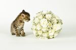 Kitten Looking At Baby's Breath Plant