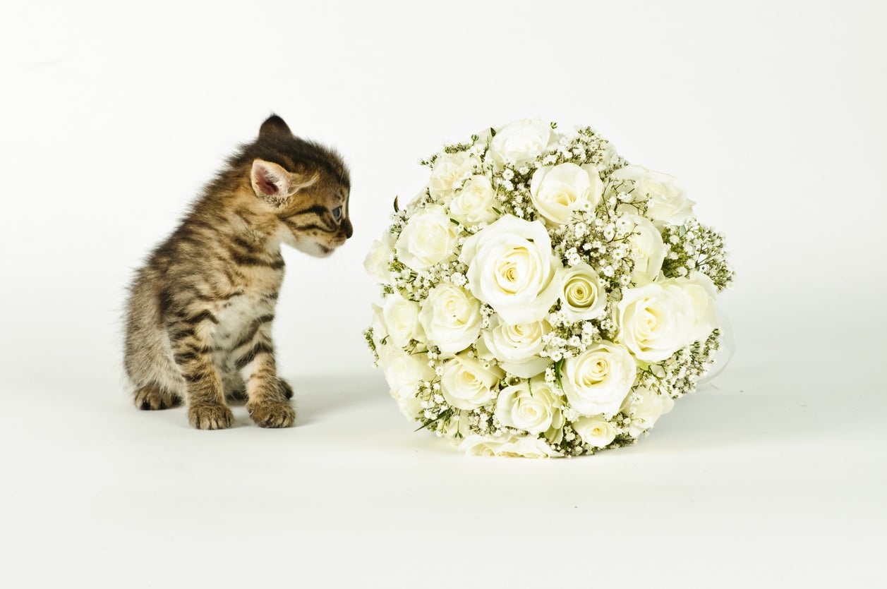 Is Baby’s Breath Toxic To Cats Learn About Baby’s Breath Flowers And Cats