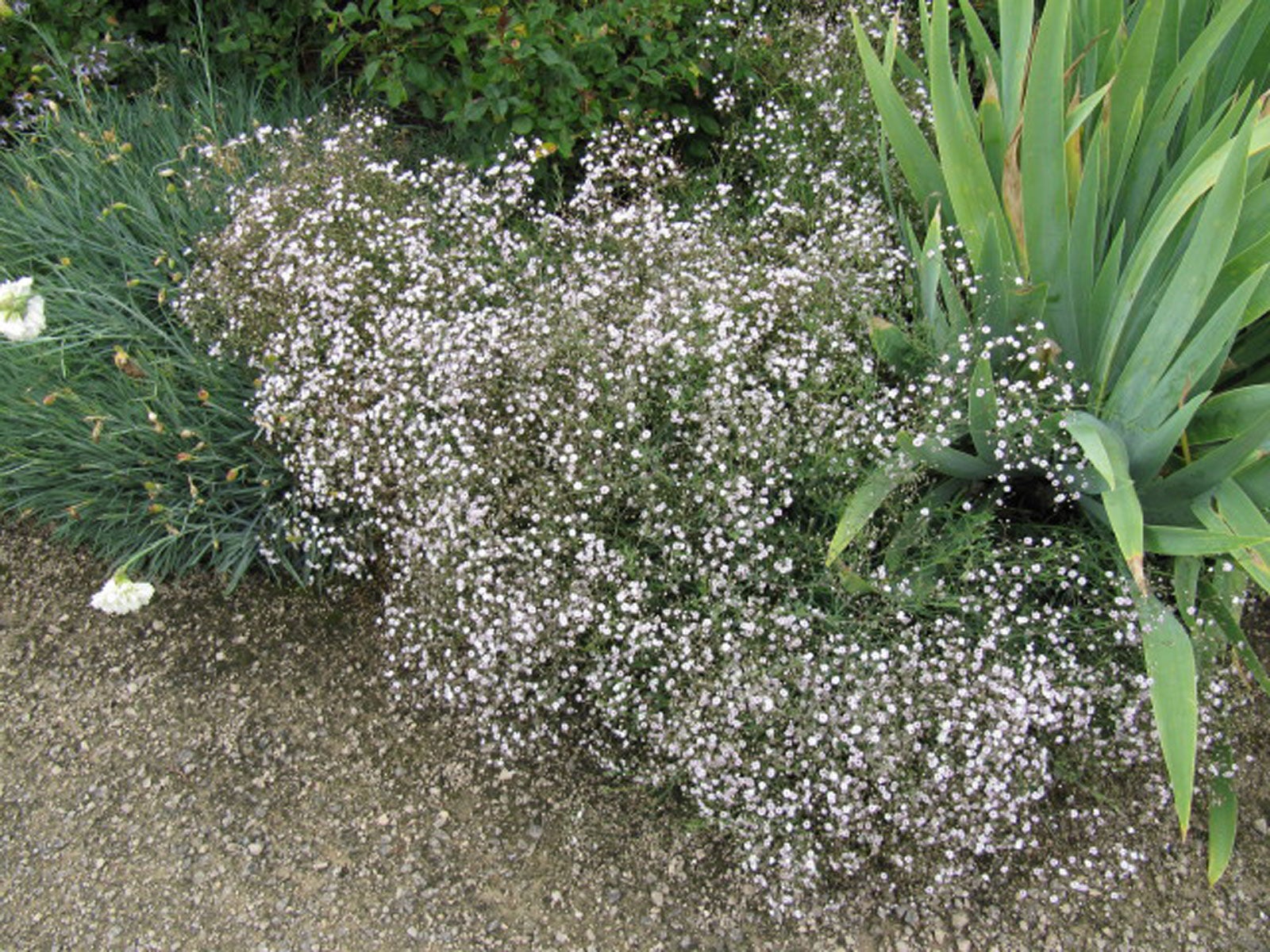 Why Is My Gypsophila Dying: Diagnosing Common Baby