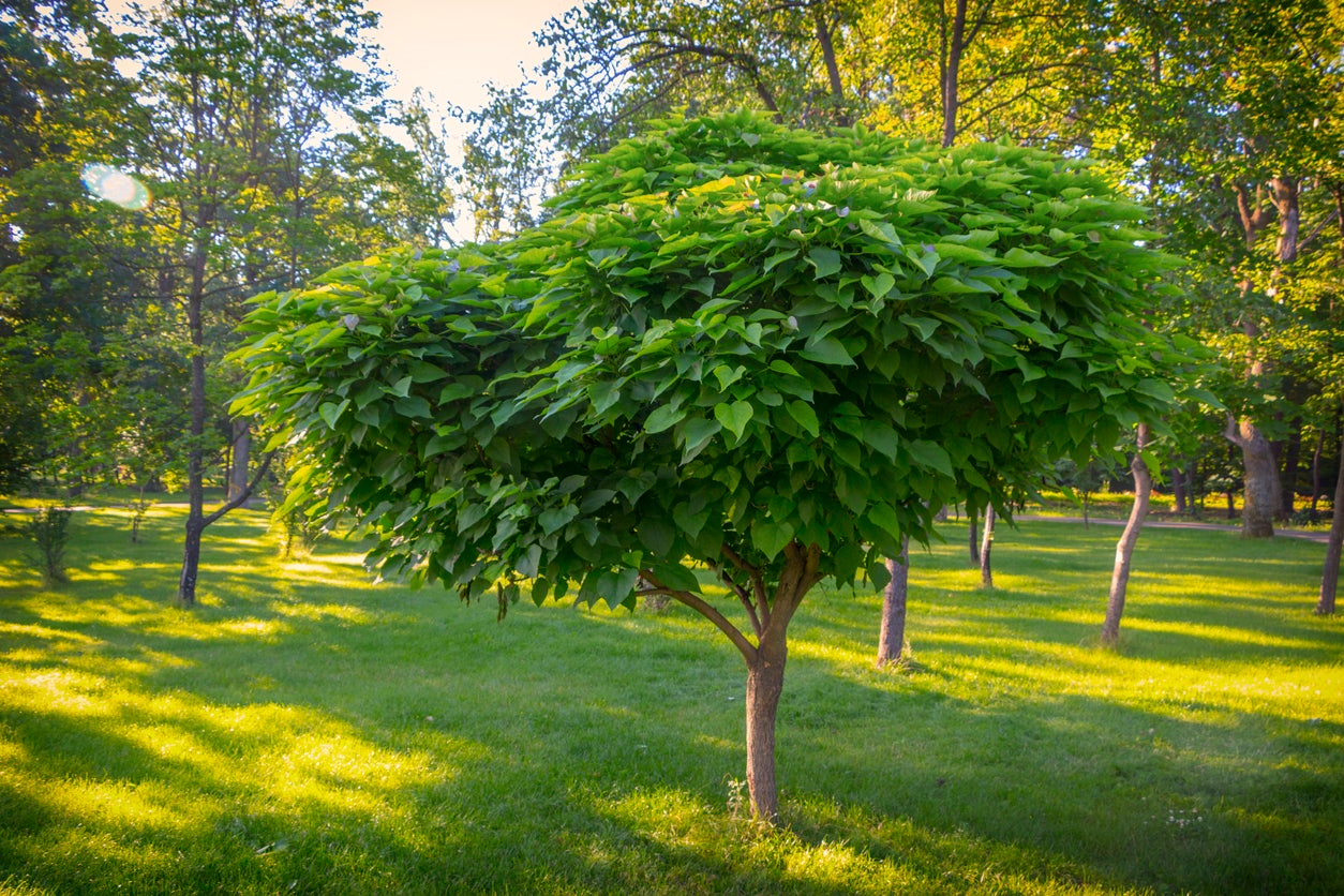 tips & information about catalpa - gardening know how