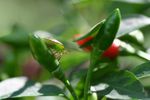 Green Insect On Hot Pepper Plant