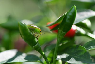 Green Insect On Hot Pepper Plant