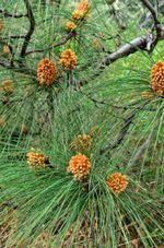 chir pine