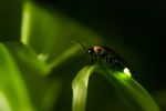 Firefly On Plant