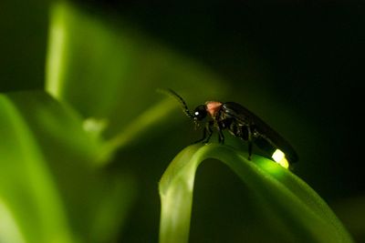 Firefly On Plant