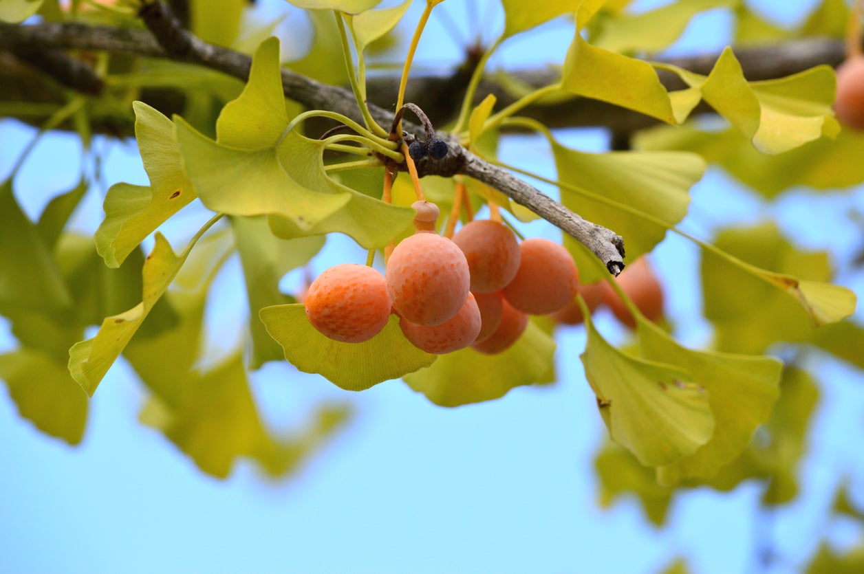 Fruta del árbol de ginkgo venenosa