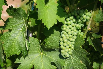 Small Grapes On Grapevine