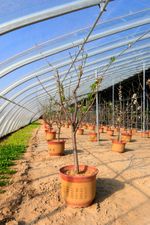 Individually Potted Fruit Trees In A Greenhouse