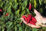 Hand Picking Red Hot Peppers