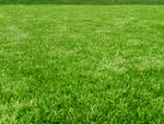 Green Grassed Lawn