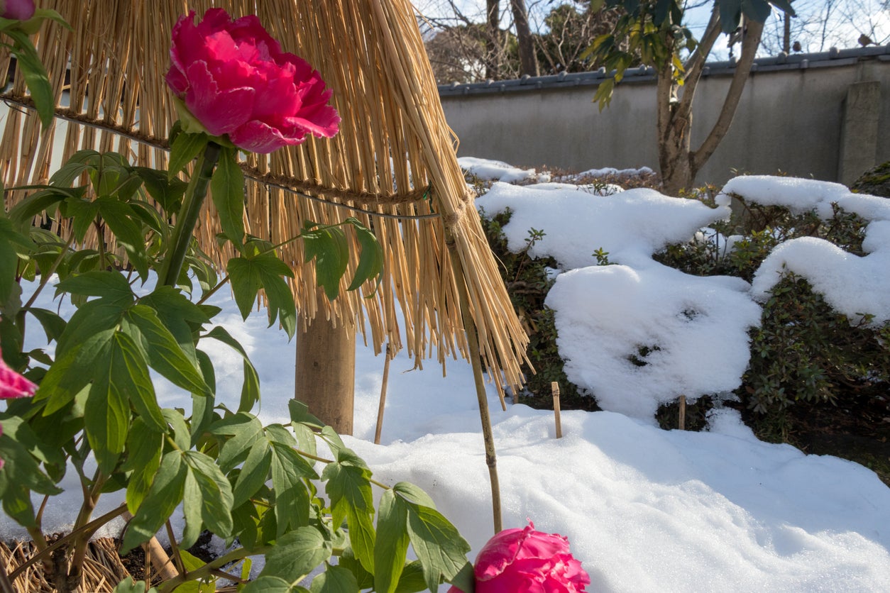 How To Winterize Peony Bushes Peony Winter Care – Learn About Winter Peony Protection