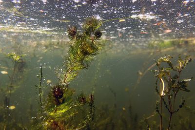 Submerged Aquatic Plants In A Pond