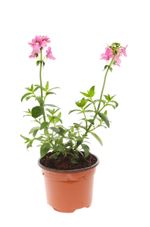 potted nemesia
