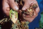 Hands Holding Strawberry Plant Roots With Verticillium Wilt