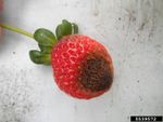 strawberry anthracnose