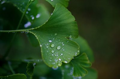 Water Droplets On Ginkgo Tree Leaves