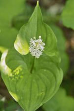 wild lily of valley